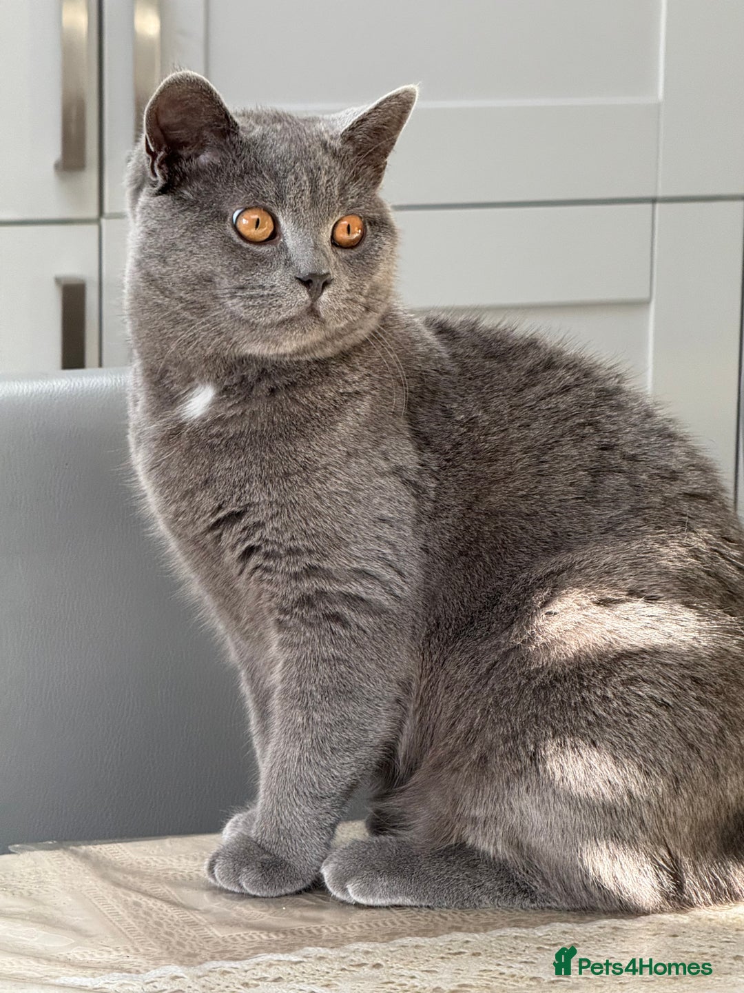 British Shorthair cats for sale: 7-Month-Old Grey British Shorthair  - Advert 1