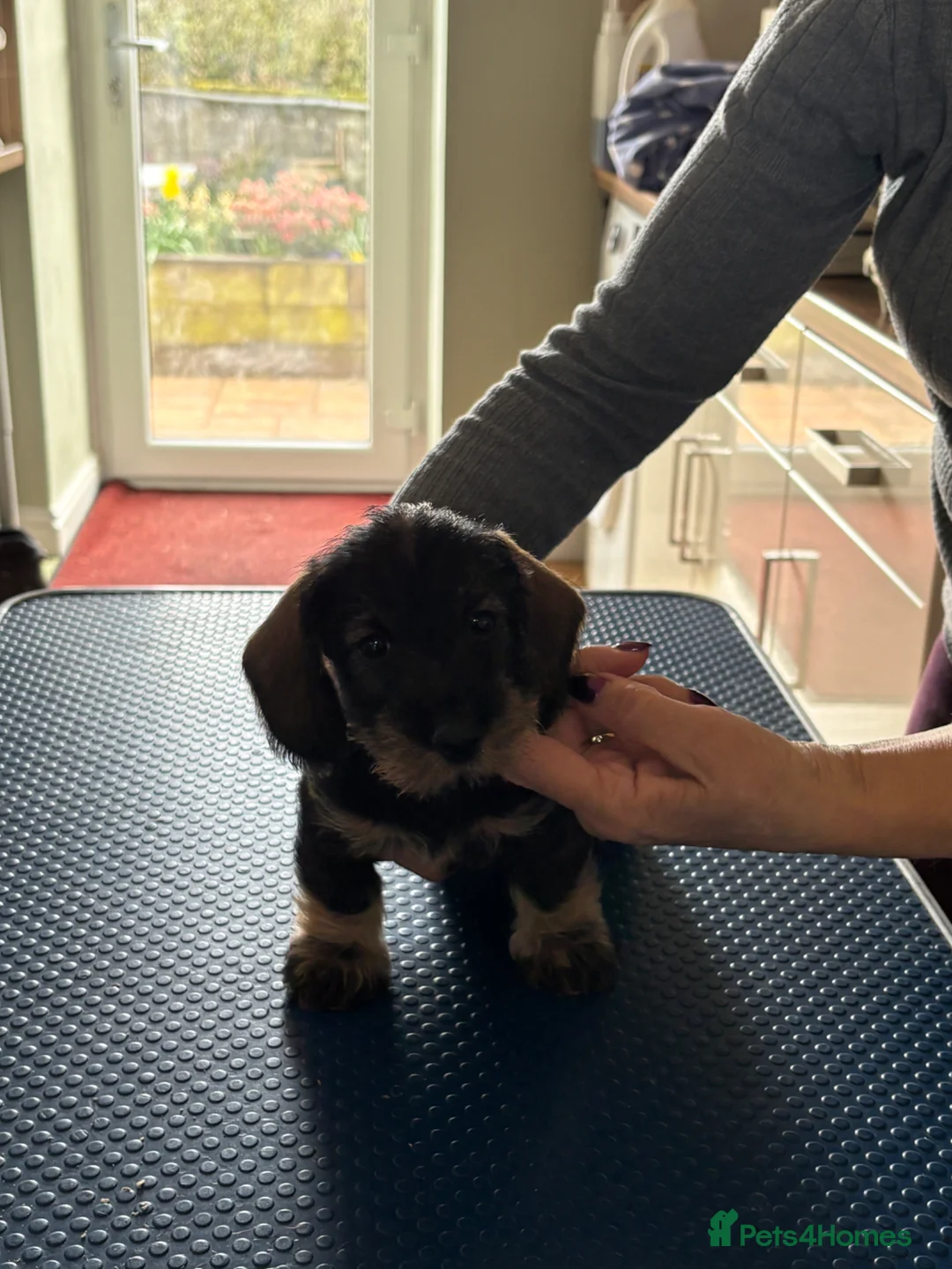 Dachshund dogs for sale: Standard Wirehaired Dachshund Bitch Puppy  - Advert 5