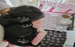 Miniature Schnauzer dogs for sale: 2xBeautiful kc reg mac/eye clr mini schnauzer girl - Image 8