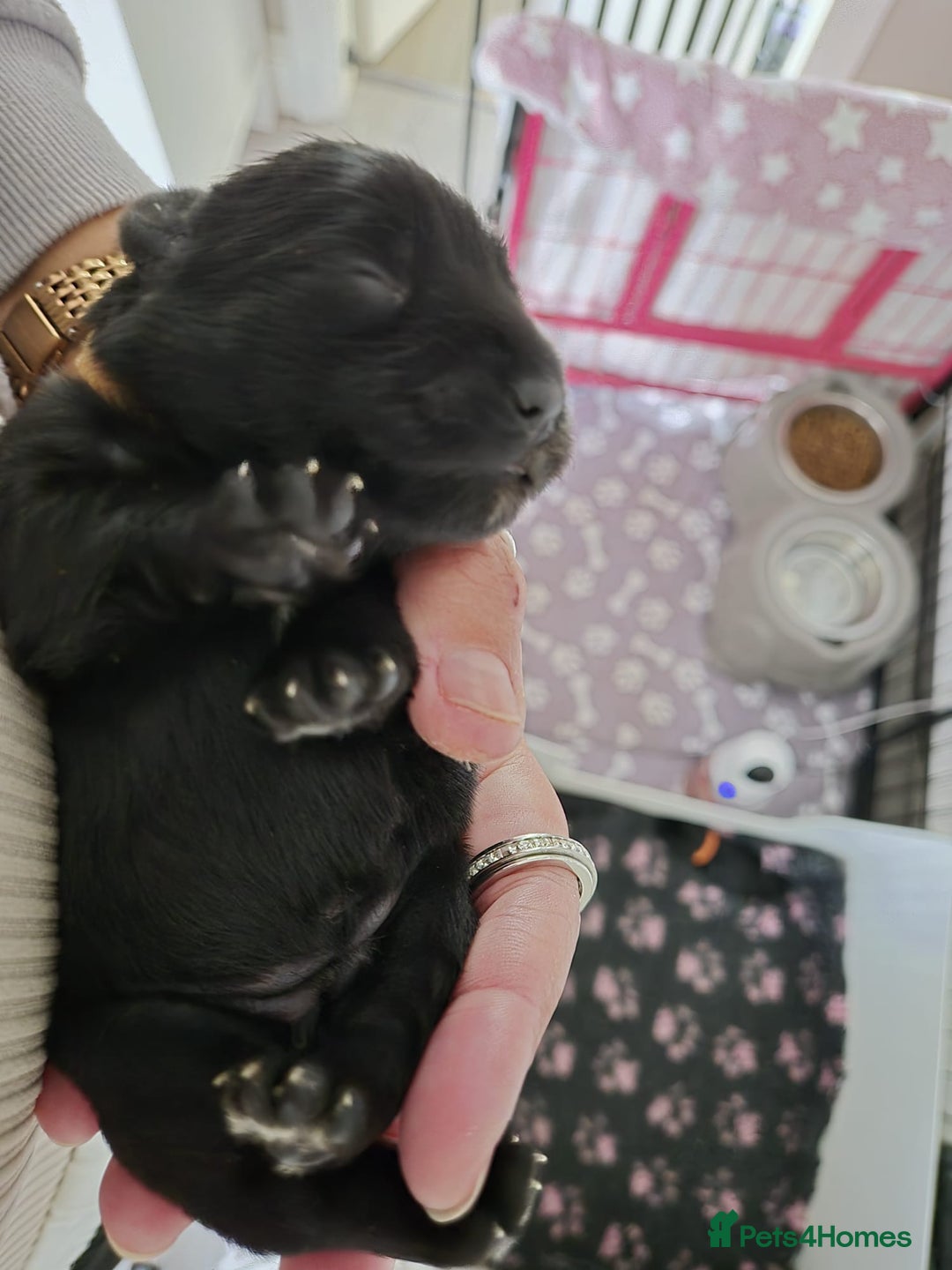 Miniature Schnauzer dogs for sale: 2xBeautiful kc reg mac/eye clr mini schnauzer girl - Image 8