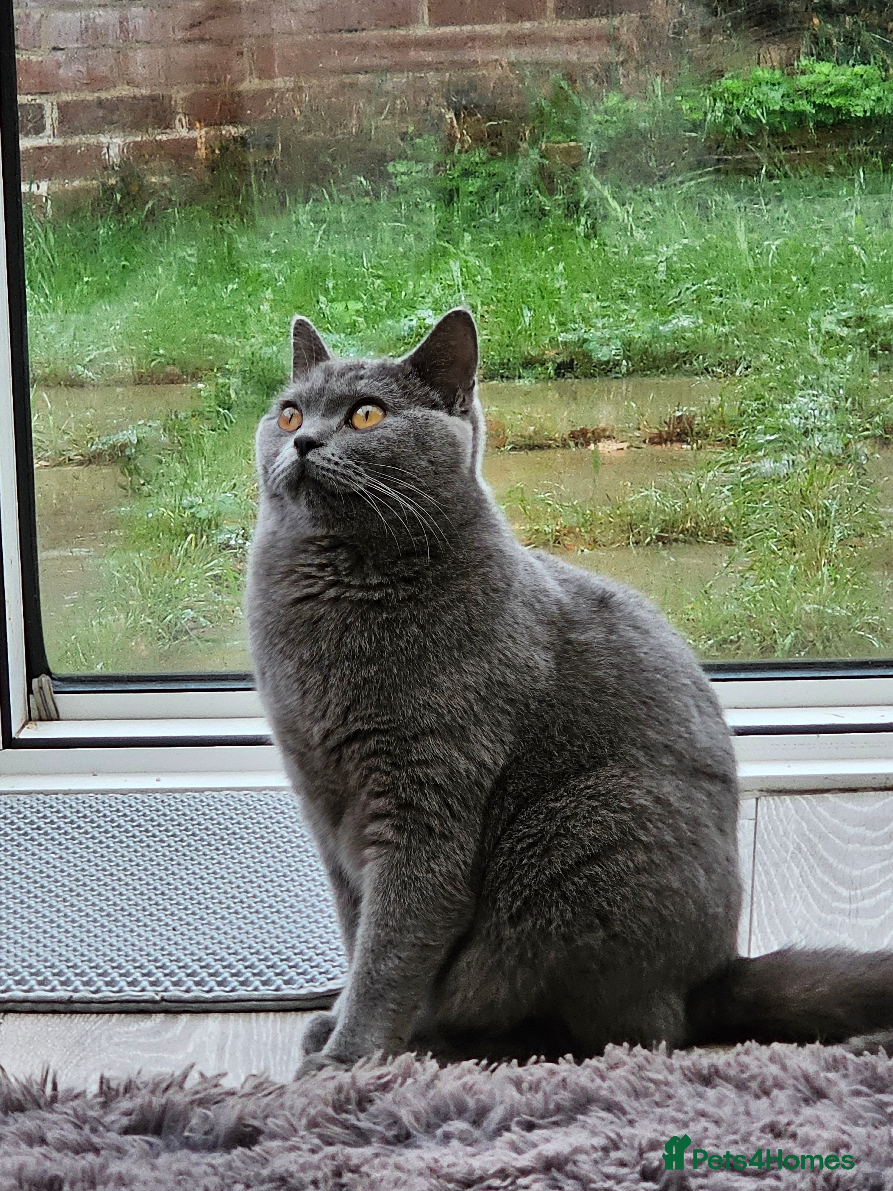 British Shorthair cats BRITISH SHORTHAIR KITTEN MALE AND FEMALE - Advert 15