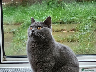 British Shorthair cats BRITISH SHORTHAIR KITTEN MALE AND FEMALE - Advert 17