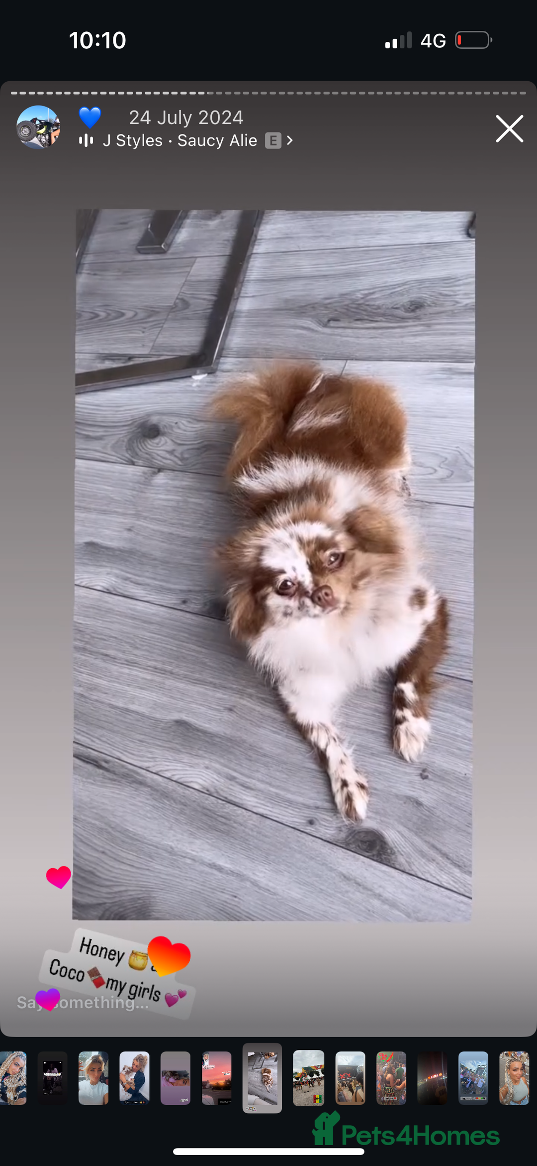 Pomeranian dogs for sale: Merle Pomeranian - Advert 3