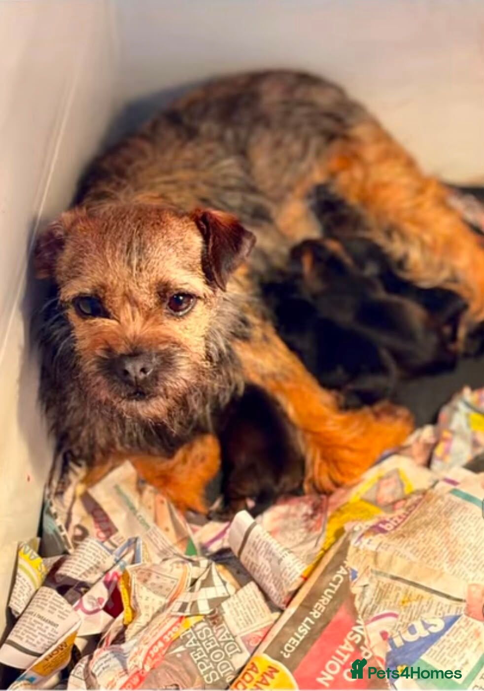 Mixed Breed dogs For sale - Advert 4