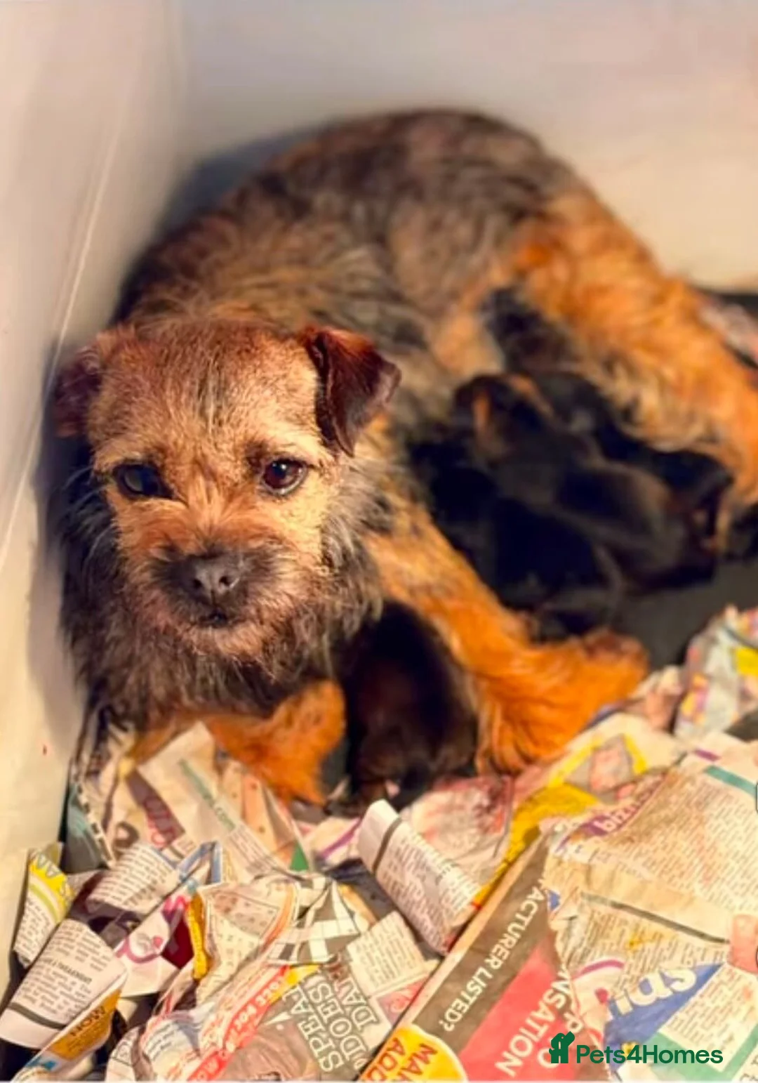 Mixed Breed dogs for sale: For sale in Burnley - Advert 1