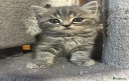British Shorthair cats for sale: Adorable BSH kittens - Image 8