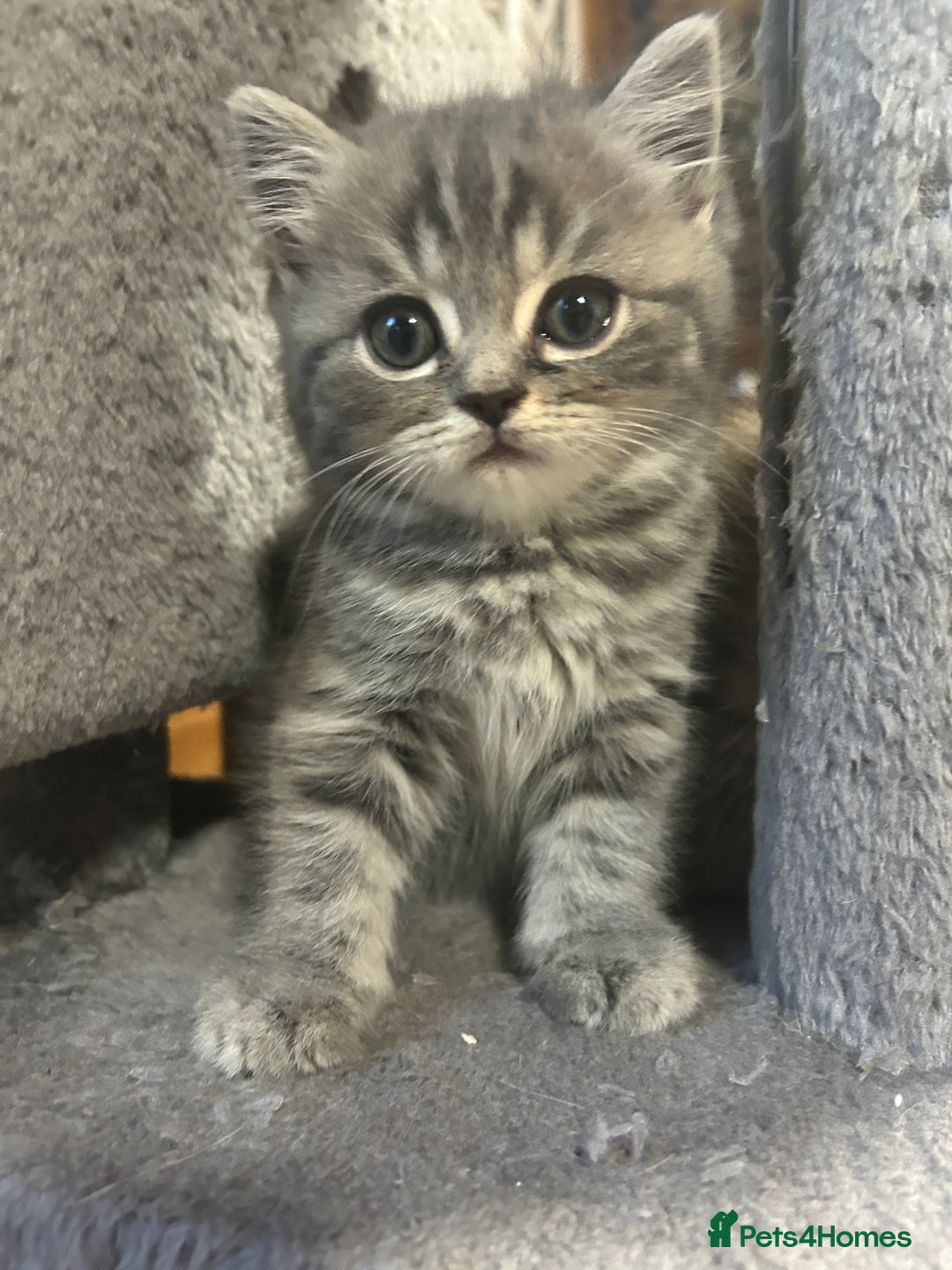 British Shorthair cats for sale: Adorable BSH kittens - Image 8