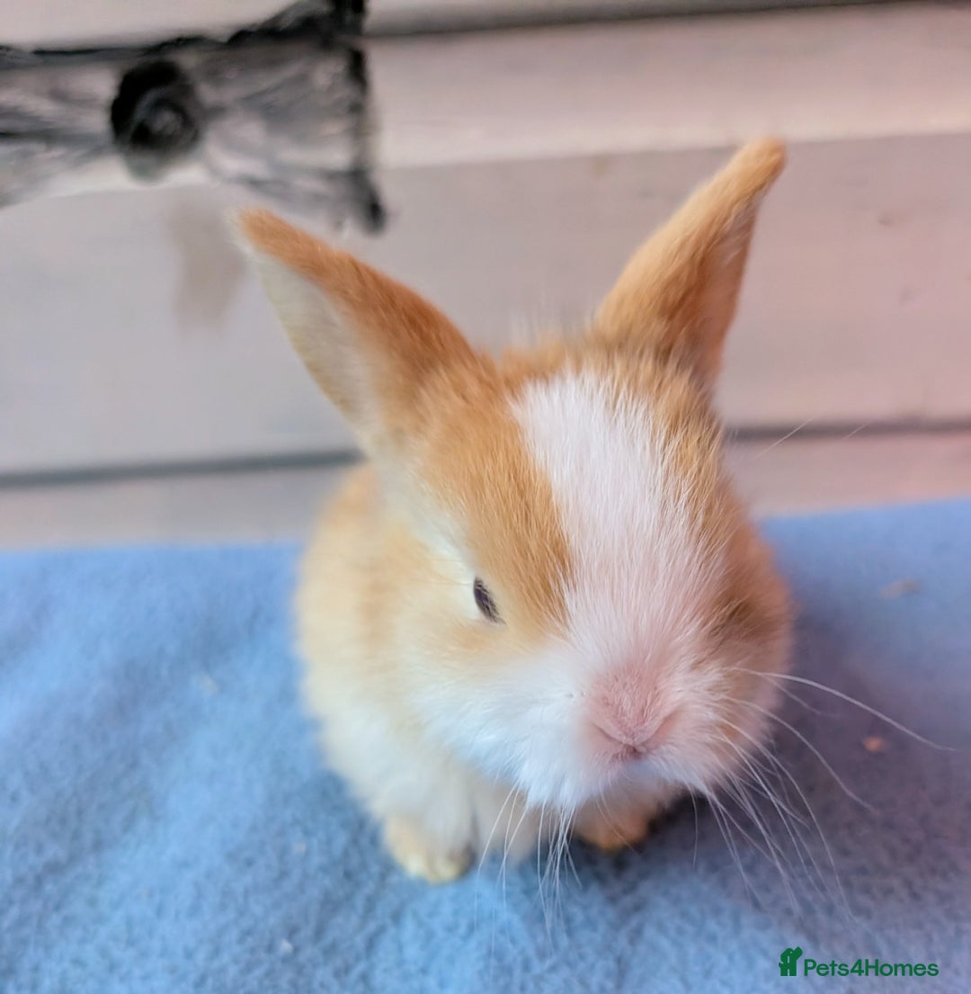 Mini Lop rabbits for sale: ❤️🐰Mini lop bunnies🐰❤️ - Image 3