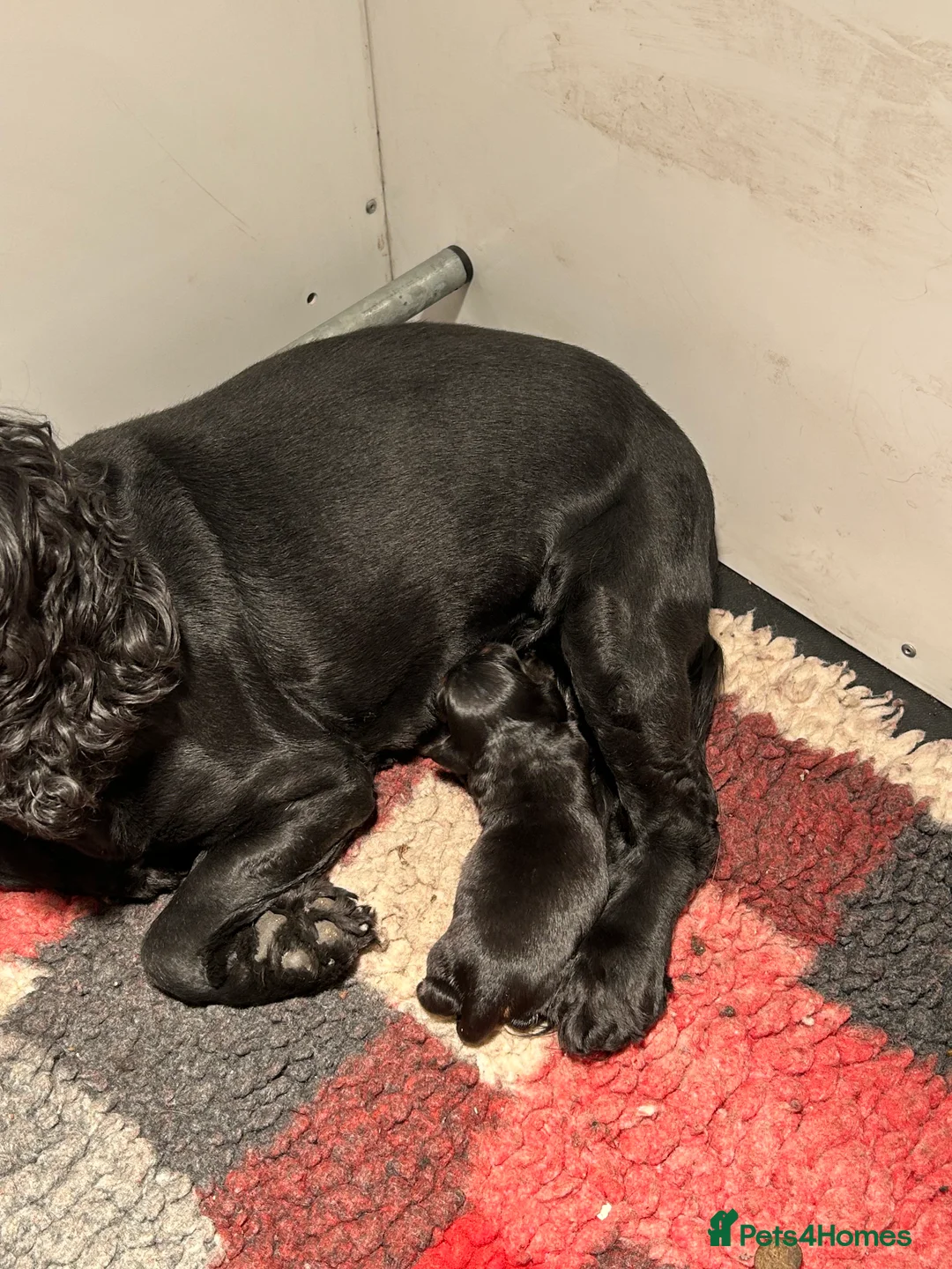 Cocker Spaniel dogs for sale: Lovely female black & Tan Show Type puppy - Advert 2