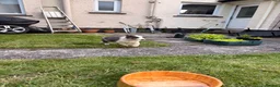 Border Collie dogs for sale: Border collie puppy in Dromore - Advert 2