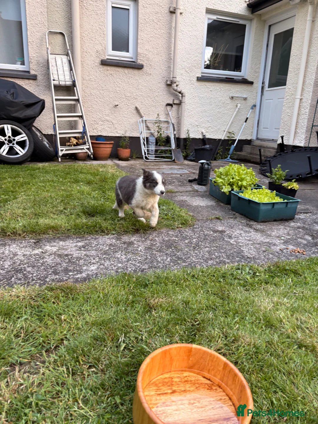 Border Collie dogs for sale: Border collie puppy in Dromore - Advert 2