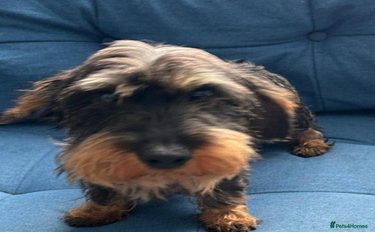 Dachshund dogs - Advert 5