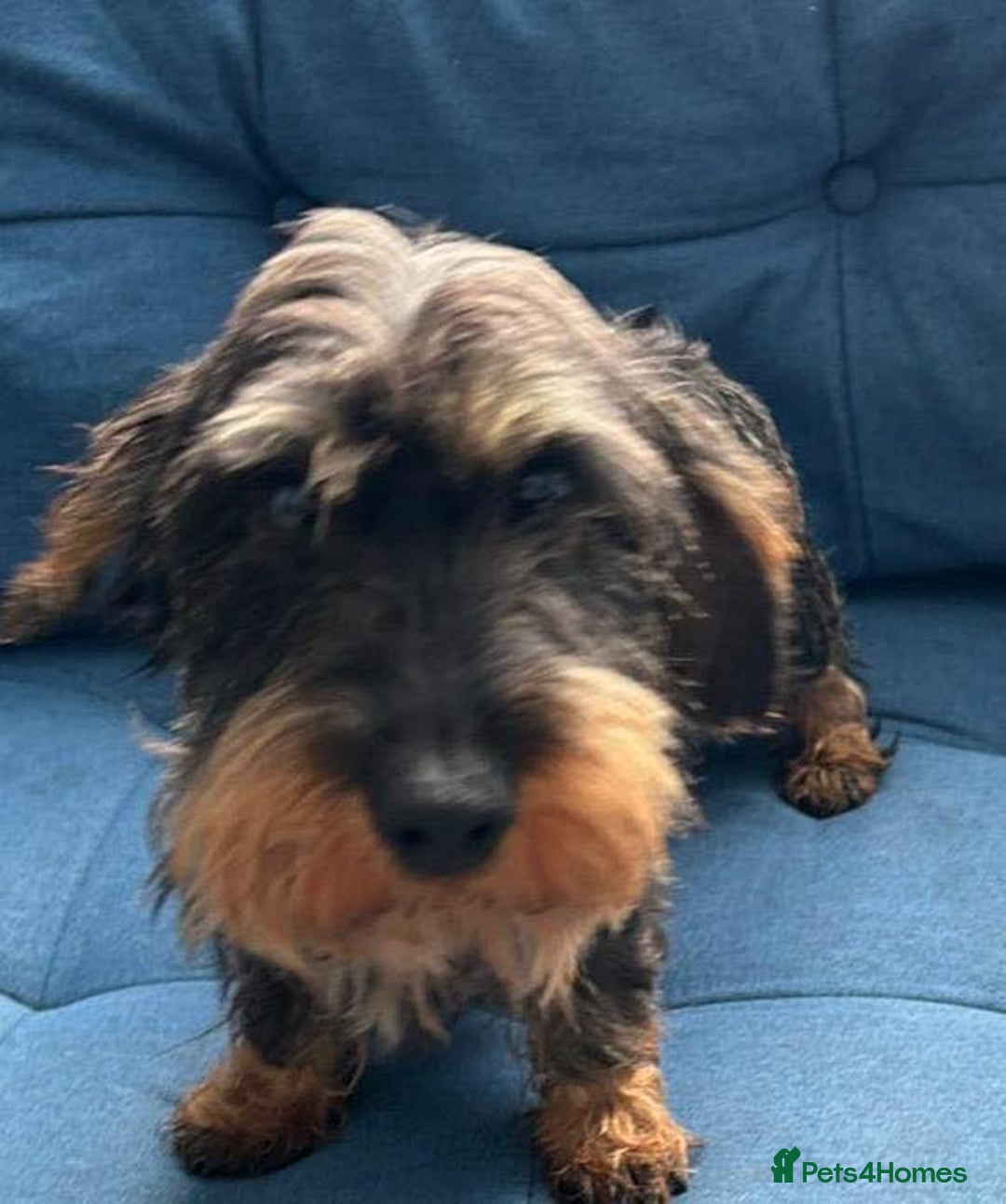 Dachshund dogs for sale: MINIATURE WIRE FEMALE OLDER GIRL  - Image 1