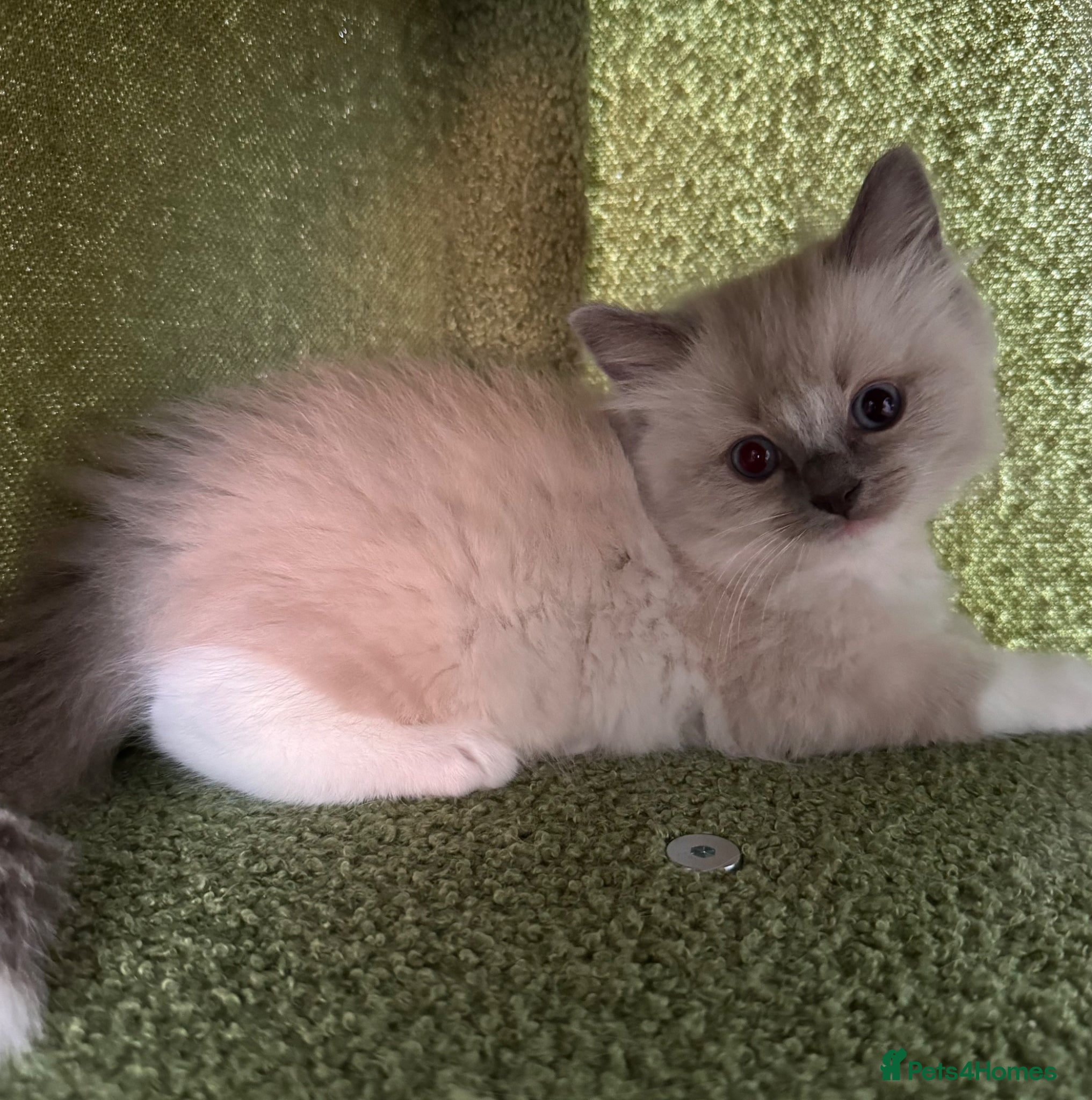 Ragdoll cats for sale: Beautiful Blue Point Mitted Ragdoll Boy in Banbury - Advert 13