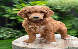 Standard Poodle dogs for sale: Standard Poodle Puppies Looking for Their Families - Image 3