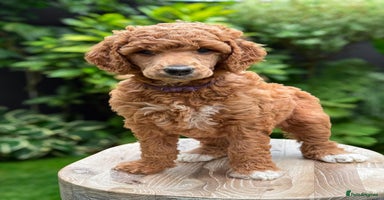 Standard Poodle dogs - Advert 4