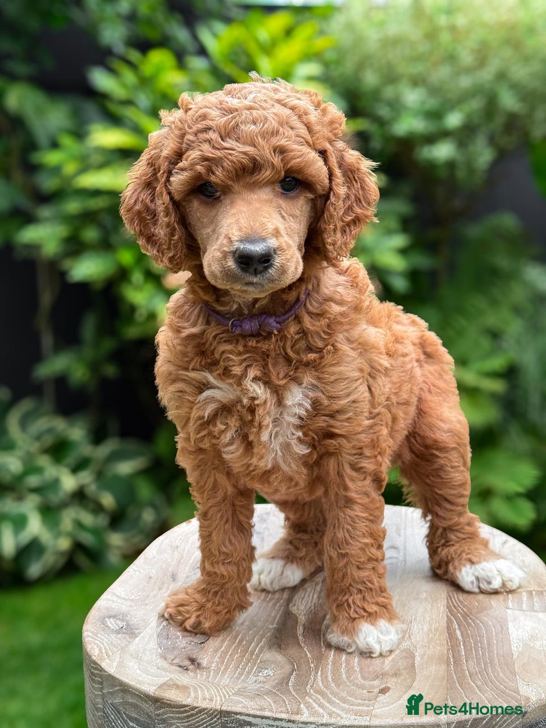 Standard Poodle dogs for sale: Standard Poodle Puppies Looking for Their Families - Image 3