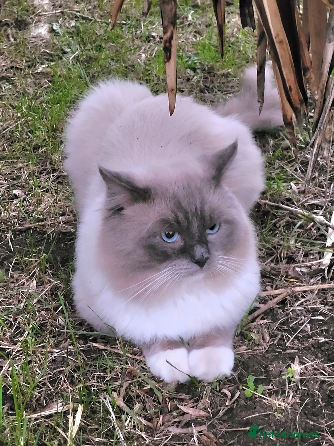 Ragdoll cats for stud: GCCF registered RAGDOLL STUD in Slough - Advert 2
