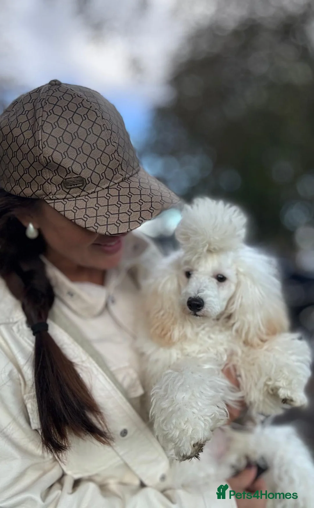 Maltipoo dogs for sale: Puppies - Toy size Maltipoo F1 - Advert 6