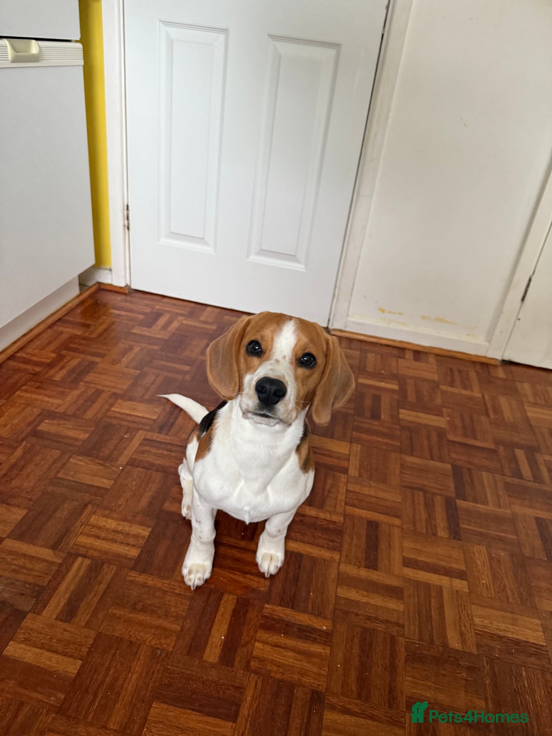 Beagle dogs for sale: Scooby-(Adoption Only, Not for Sale) - Advert 1