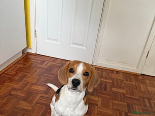 Beagle dogs Scooby-(Adoption Only, Not for Sale) - Advert 3