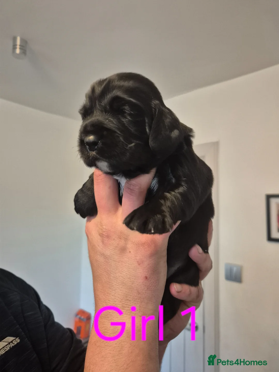 Sprocker dogs for sale: 3 Beautiful Sprockers - Advert 2