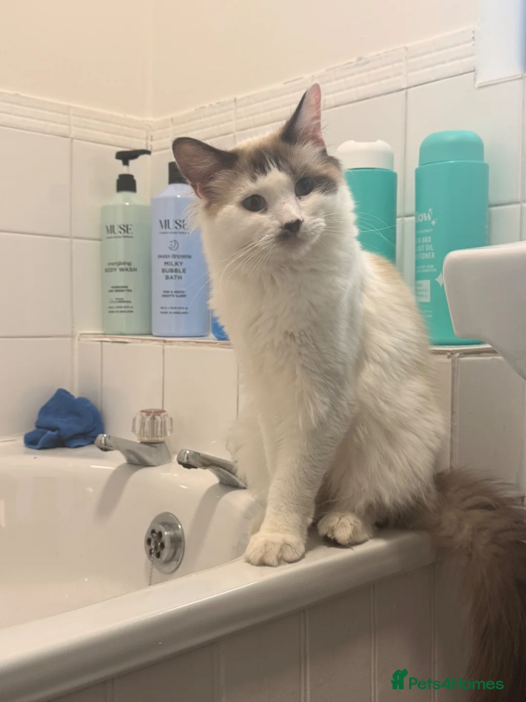 Ragdoll cats for sale: Male ragdoll - Advert 1