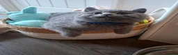 British Shorthair cats for sale: BEAUTIFUL BRITISH SHORTHAIR KITTENS - Advert 31