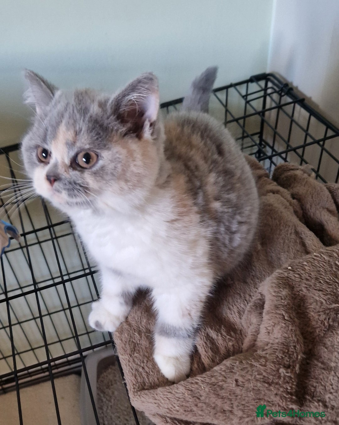 British Shorthair cats for sale: BEAUTIFUL BRITISH SHORTHAIR GCCF registered kitten - Image 2