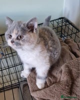 British Shorthair cats - Advert 3