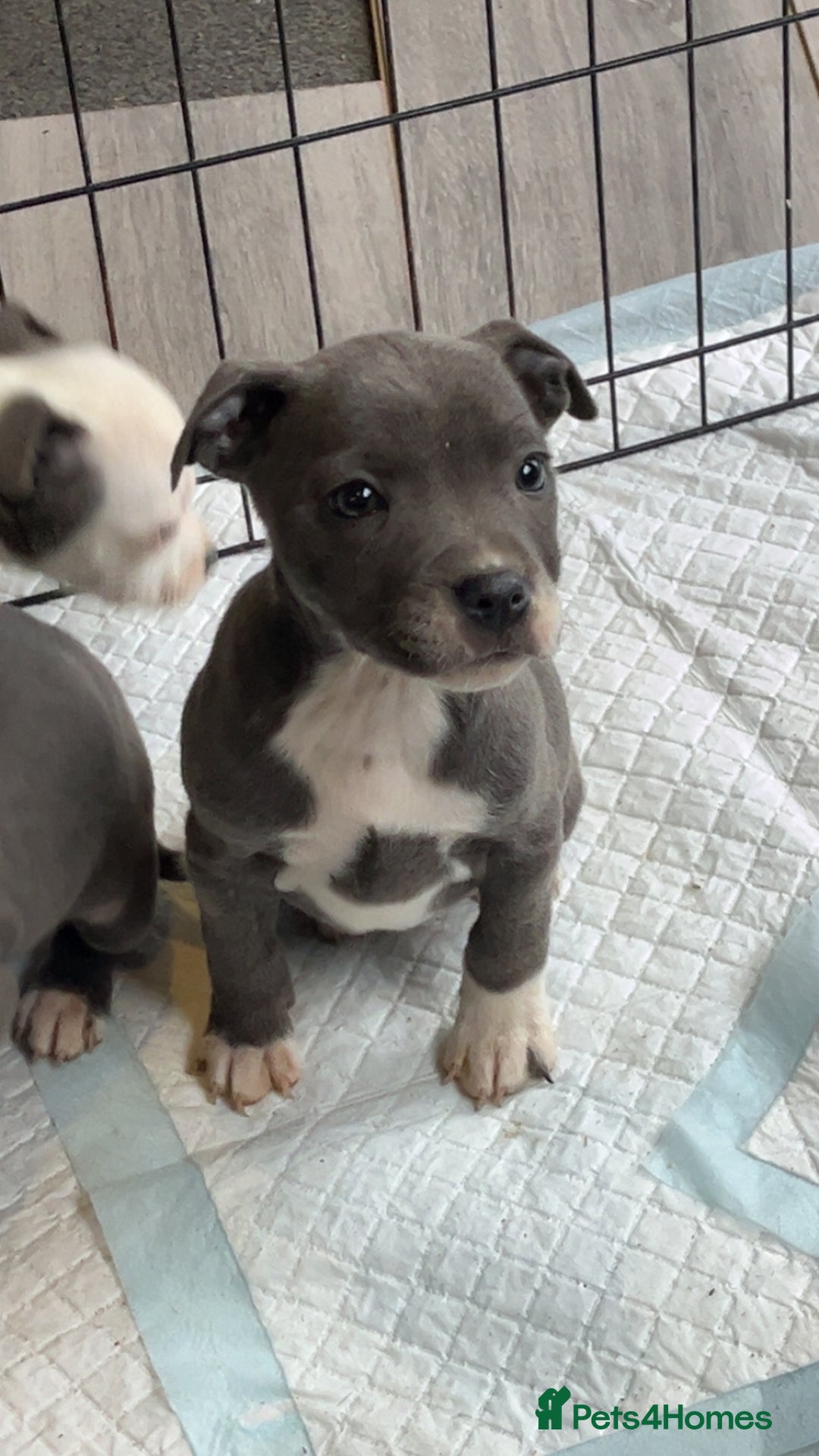 Staffordshire Bull Terrier dogs for sale: Staffordshire bull terrier pups  - Advert 1