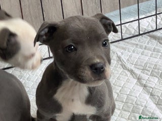 Staffordshire Bull Terrier dogs Staffordshire bull terrier pups - Advert 6