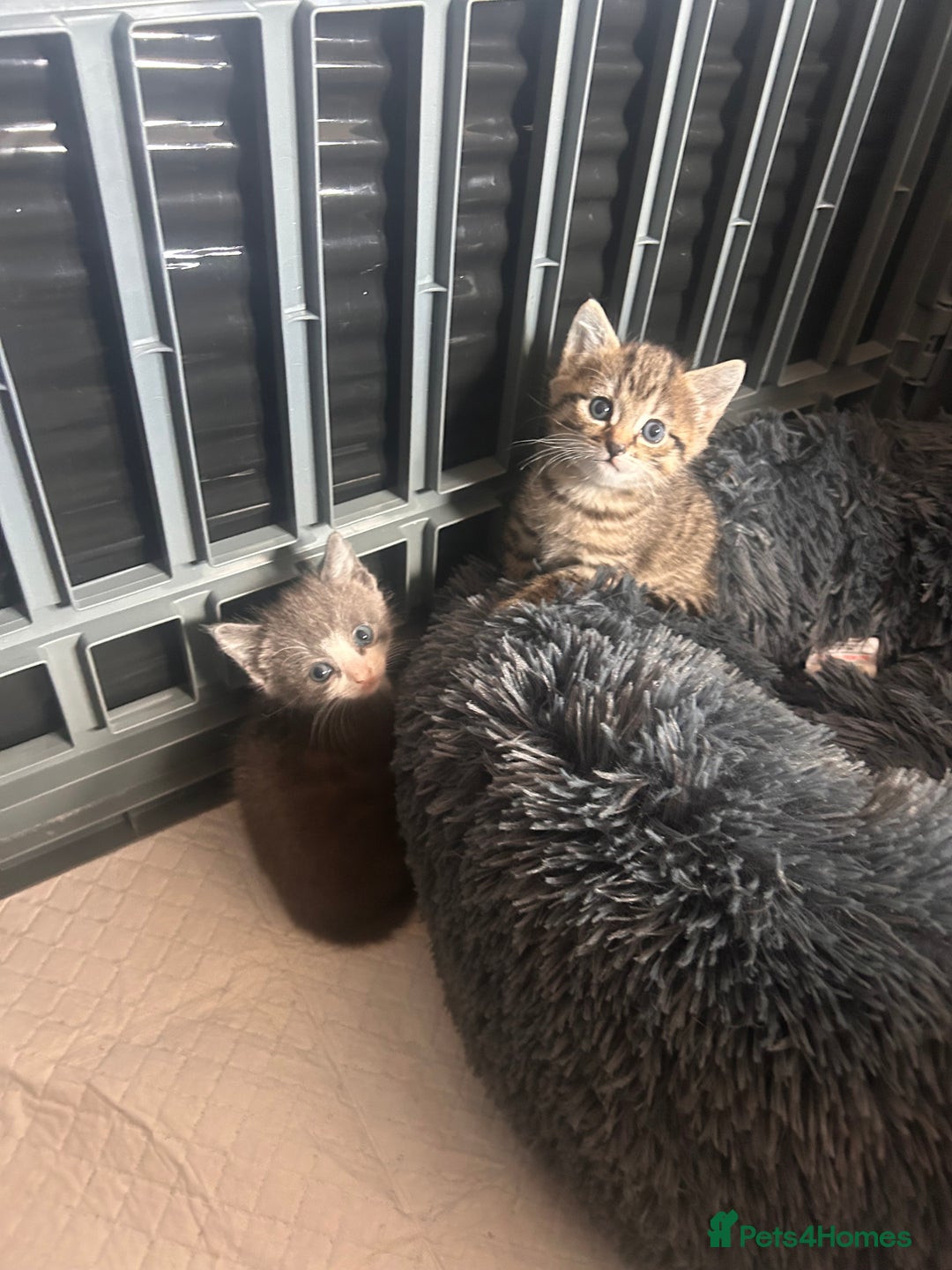 Mixed Breed cats for sale: Tabby kitten  - Image 4