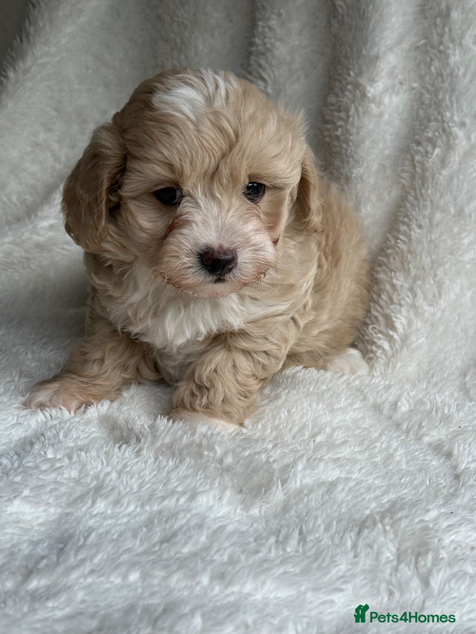 Maltipoo dogs Stunning Maltipoo’s - Advert 2