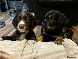Cocker Spaniel dogs Stunning kc working cocker spaniels - Advert 16