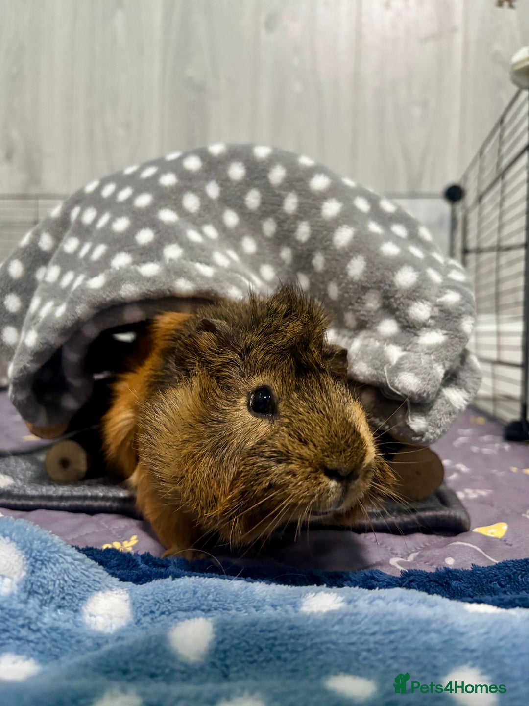 Guinea Pig rodents for sale: 4 male guinea pigs in need of a loving home ☺️ - Image 7