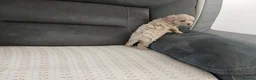 Maltipoo dogs for sale: Maltipoo puppies - Advert 33