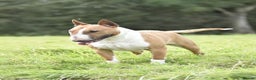 English Bull Terrier dogs for stud: Miniature english bull terrier stud in Preston - Advert 2