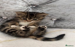 Bengal cats for sale: Bengal X kittens - Image 1