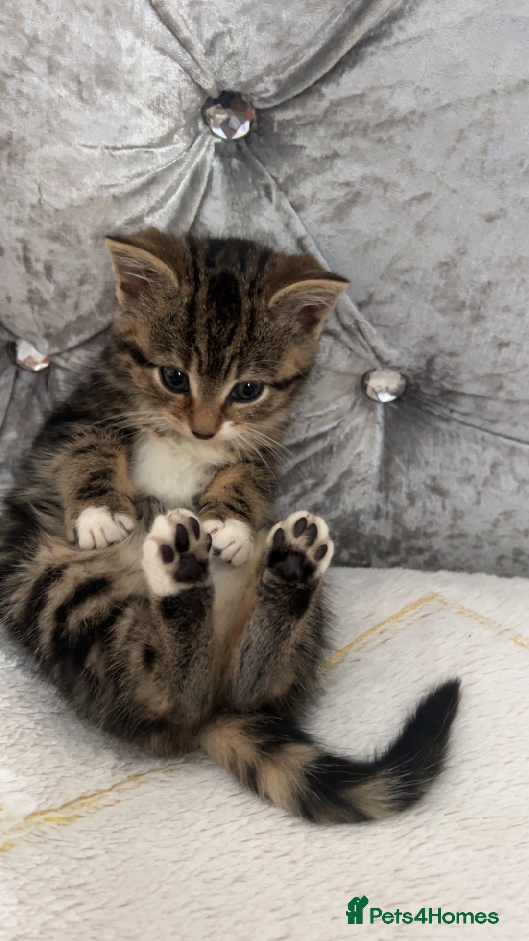 Bengal cats for sale: Bengal X kittens - Image 1