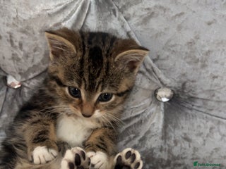 Bengal cats - Advert 16