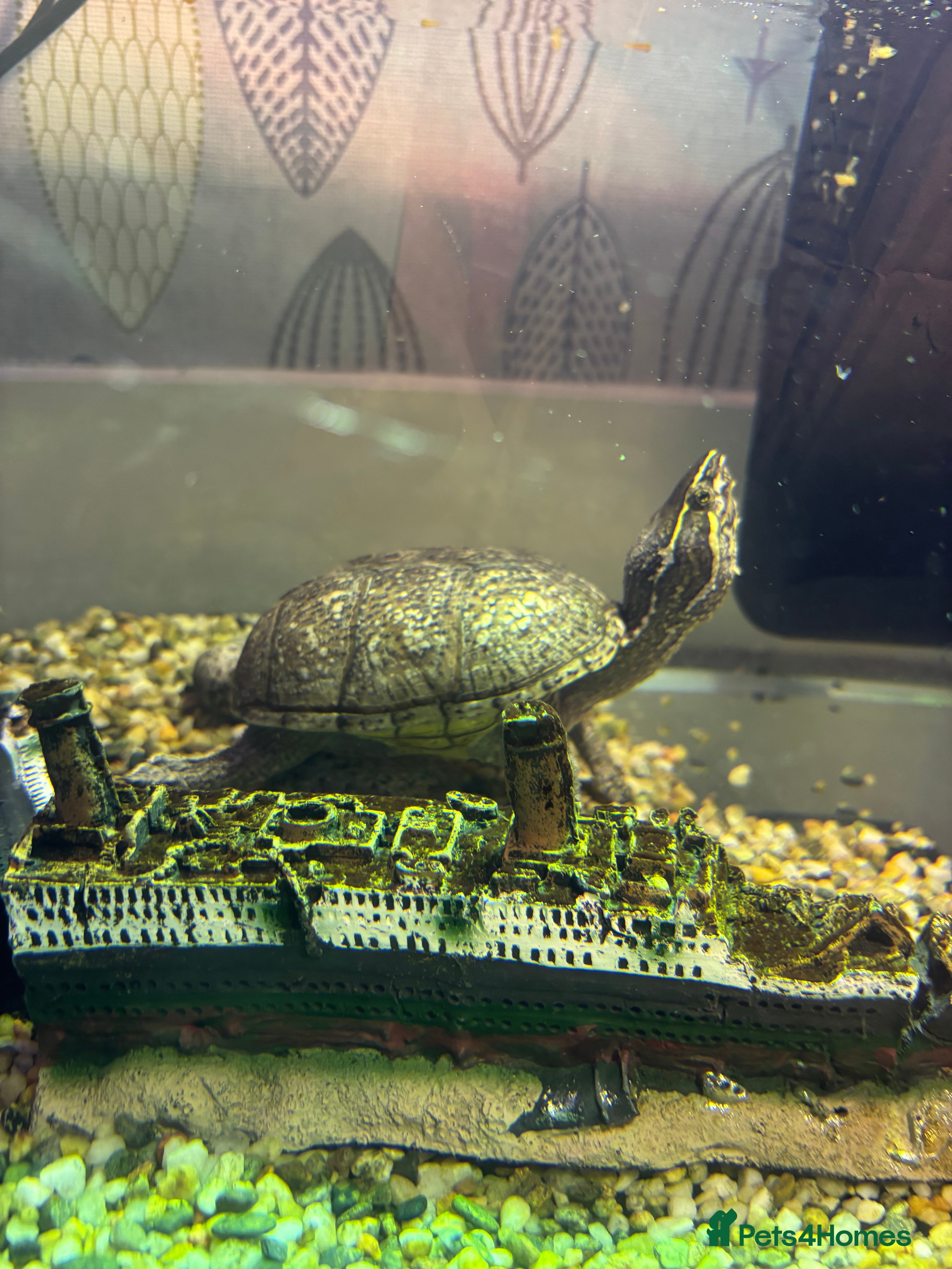 Turtle reptiles Female Musk Turtle  - Advert 10