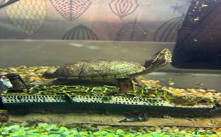 Turtle reptiles Female Musk Turtle  - Advert 1