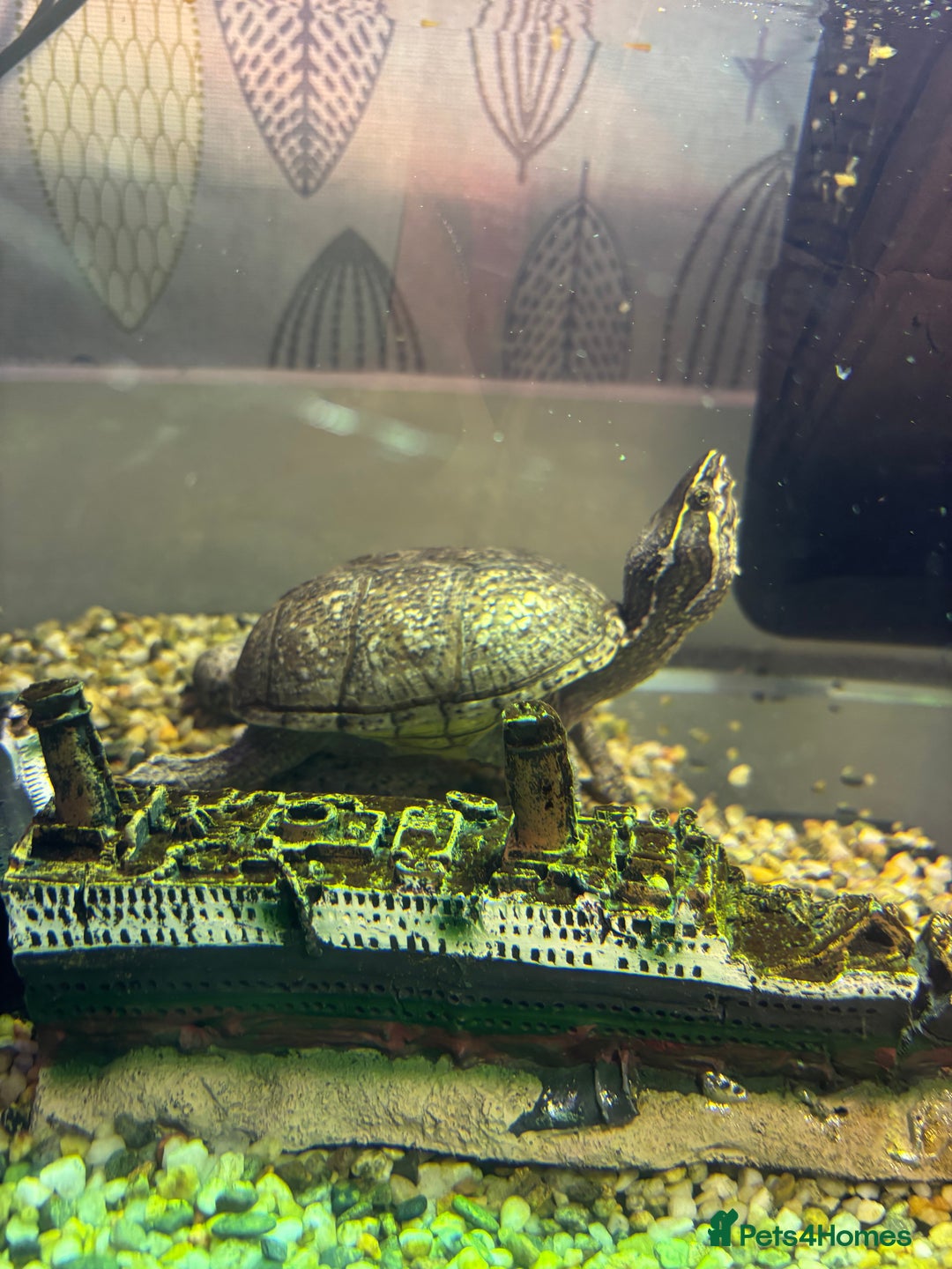 Turtle reptiles for sale: Female Musk Turtle  - Advert 1