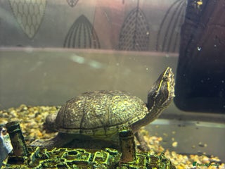 Turtle reptiles Female Musk Turtle - Advert 1