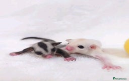 Sugar Glider rodents for sale: Adorable Sugar Gliders availale for sale - Image 2