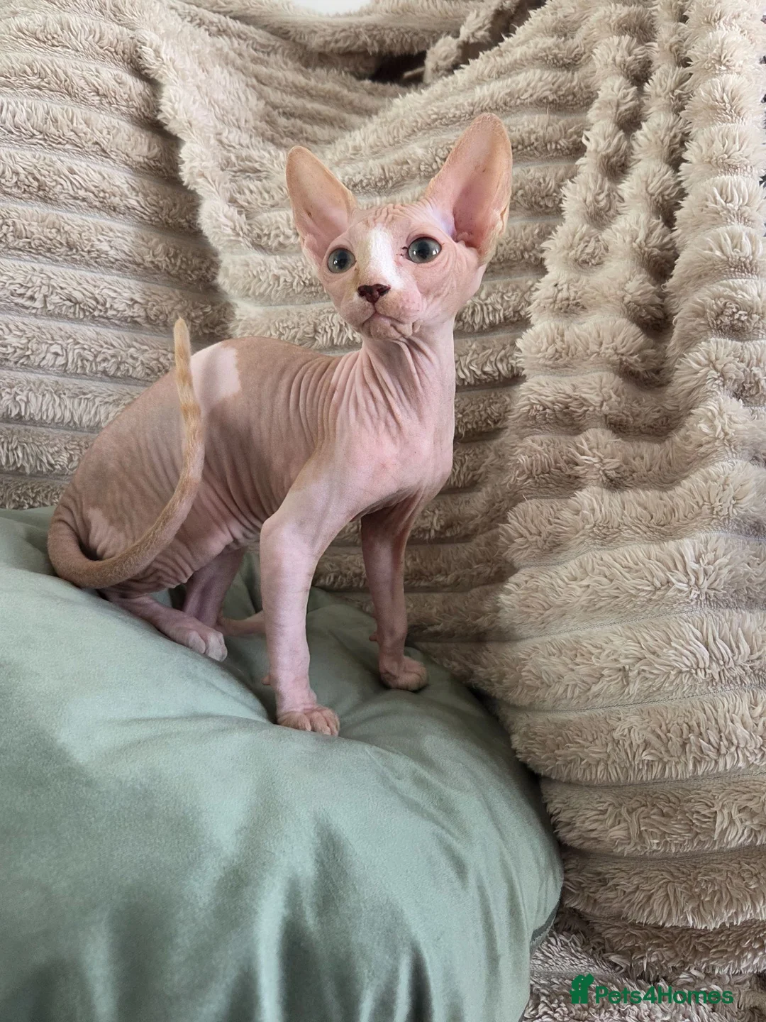 Sphynx cats for sale: GORGEOUS SPHYNX KITTENS  - Advert 2