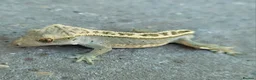 Gecko reptiles for sale: Crested Geckos hatchlings and male juveniles  - Advert 15
