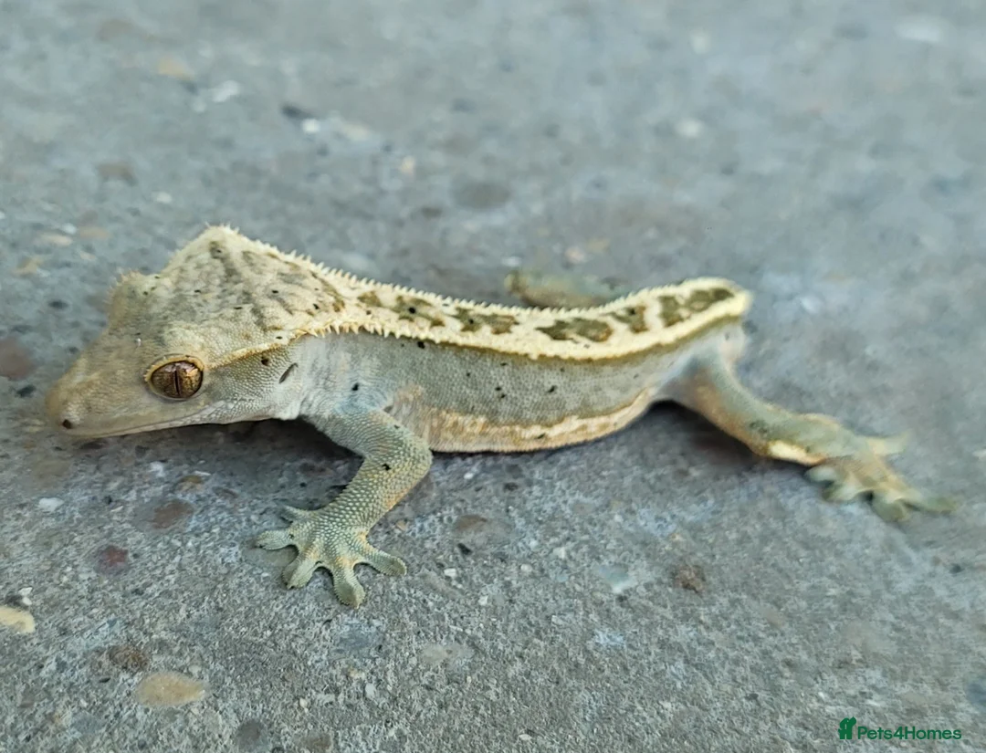 Gecko reptiles for sale: Crested Geckos hatchlings and male juveniles  - Advert 15
