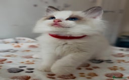 Ragdoll cats for sale: 💙🐾Tica full Pedigree🐾EU Ragdoll 🐱🐾DNA Clear - Image 1